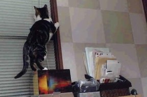 开云体育网页入口-英超裁判语义分析提升跨语言判罚一致性，2021赛季英超裁判