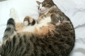 开云官网-威少被赞替补最强带动板凳效率，威少的篮板能力