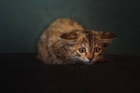 开云全站下载-田径赛事频繁打破赛季纪录，田径赛破纪录规则