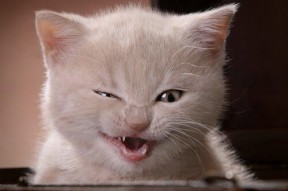 开云娱乐官网-五大联赛是否提升对半场控球率的实际转化价值考量，五大联赛场均进球排行