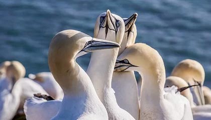 足球教育：青训体系对联赛水平的影响，足球青训项目