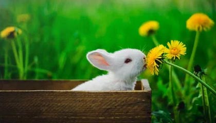 双内腰层层递进撕裂防线