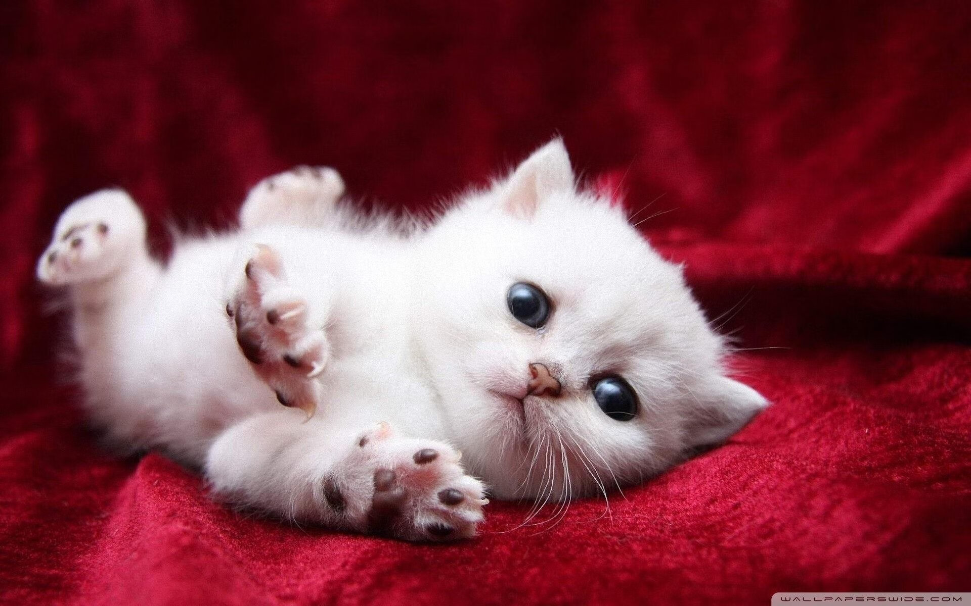 “腰旗美式橄榄球:东部新区赛场带来全新竞技氛围”