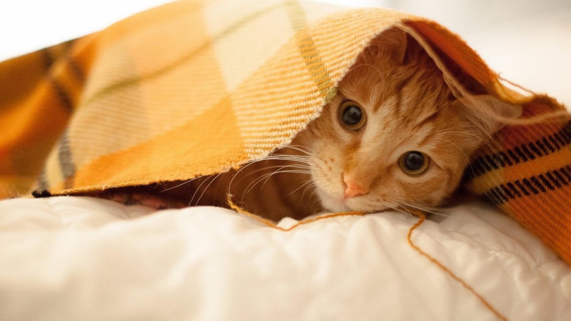 体育医疗培训班开放专业认证考试平台，体育医疗专业就业前景