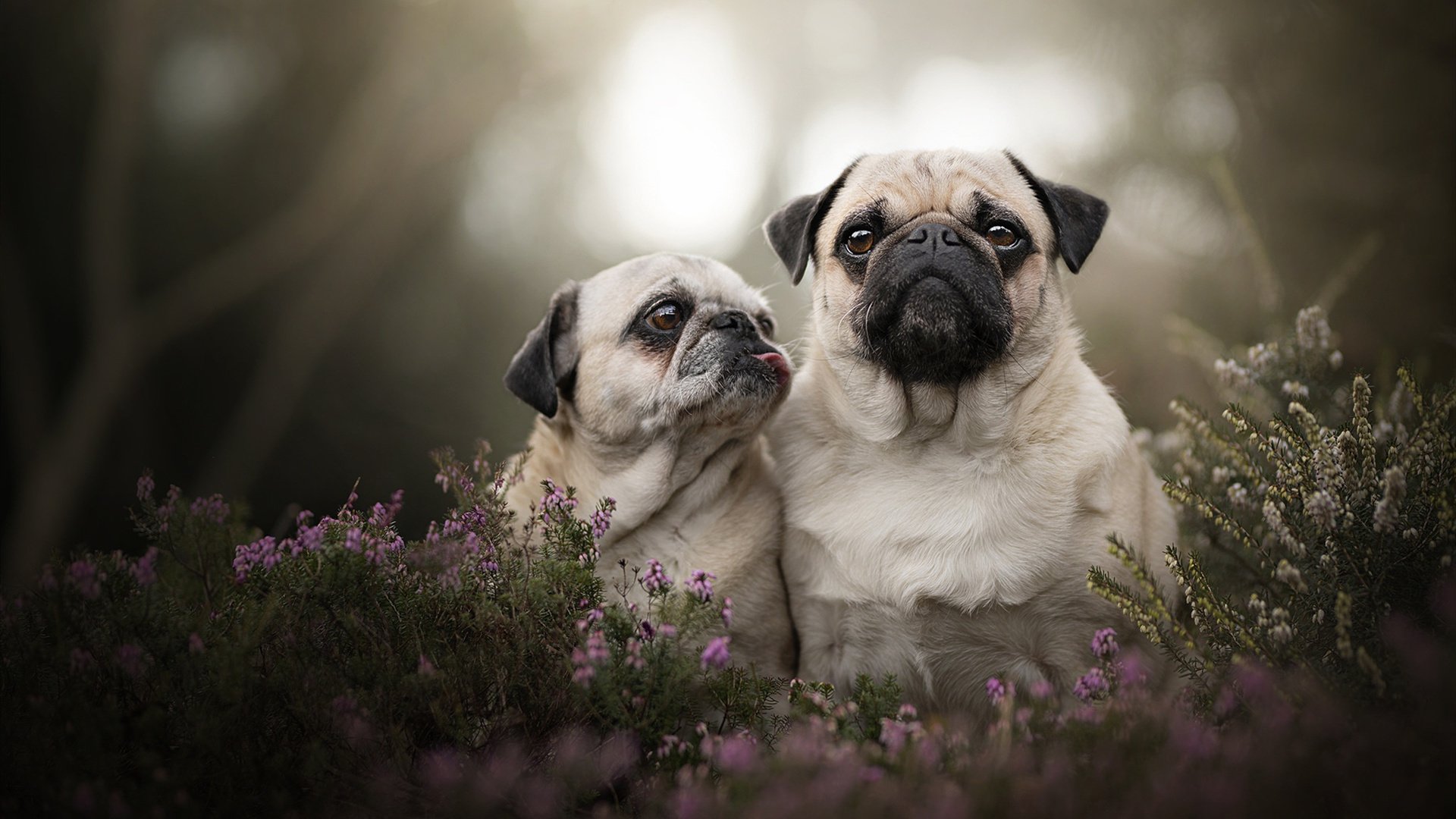 后场双核配合默契度排行榜，后场核心