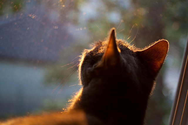 广东队应对伤病危机调整首发阵容，广东队最新