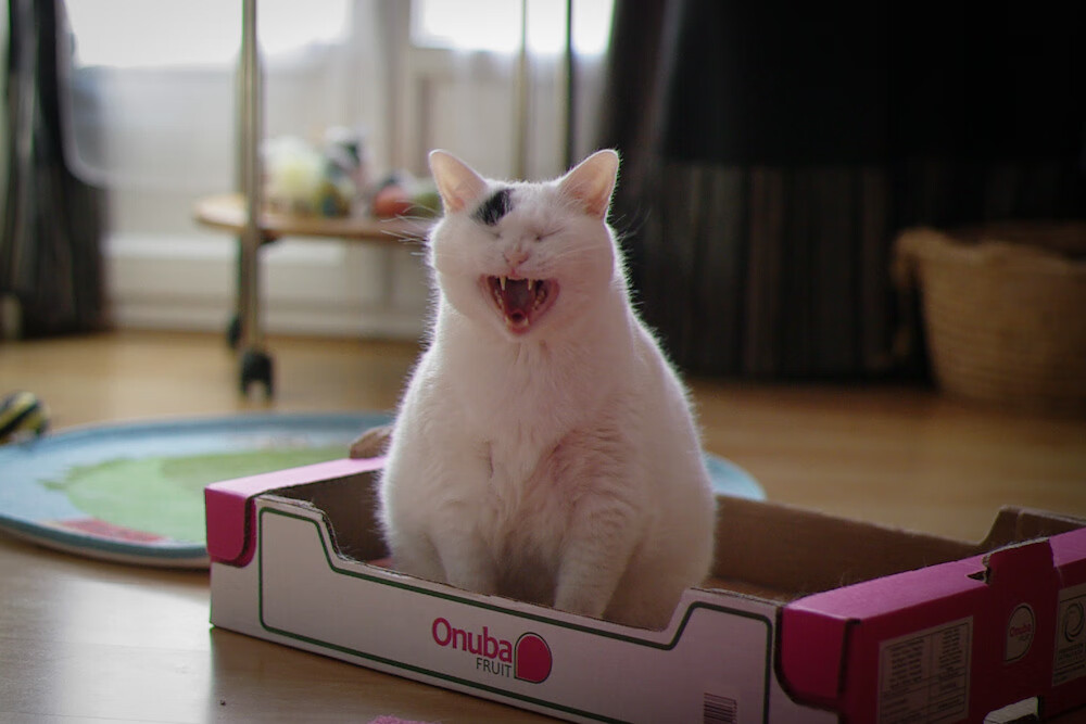 南非羚羊队的“闪电战”：快速反击与突破形成无情压力