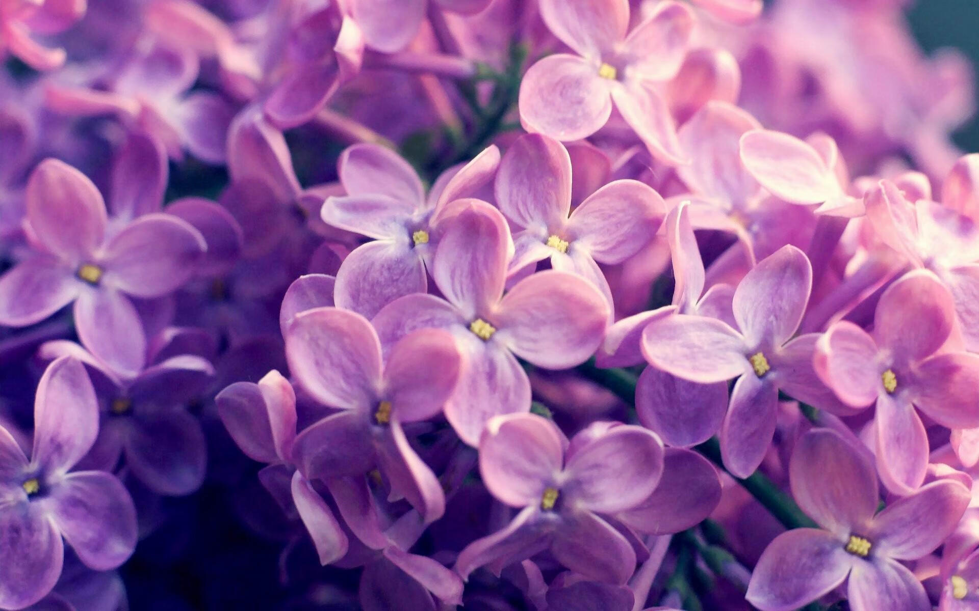 女子排球选手征战海外联赛表现稳定，谈论国际女子排球的海报的对话