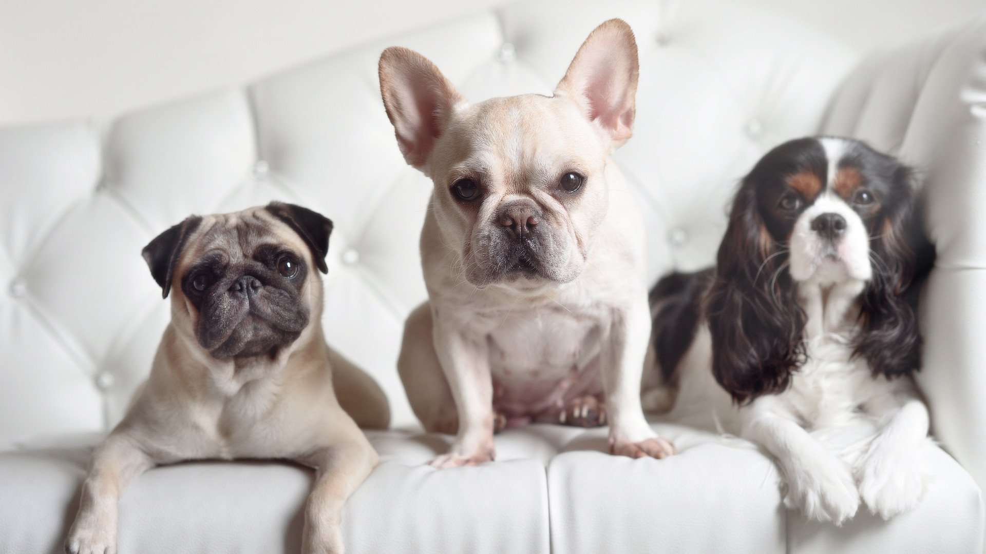 女子排球选手征战海外联赛表现稳定，谈论国际女子排球的海报的对话